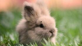 吃瓜的兔子作者