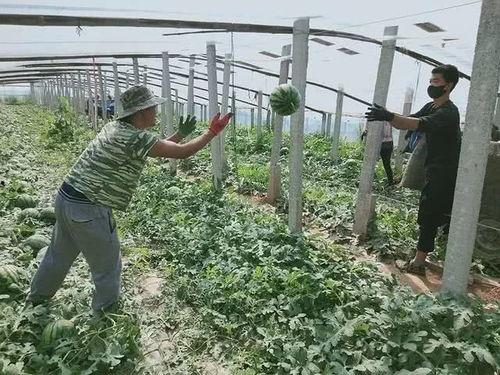吃瓜呱唧呱唧,揭秘“吃瓜呱唧呱唧”背后的趣味故事
