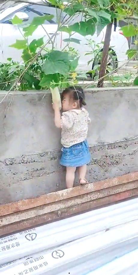 小孩偷瓜棚瓜吃,一场童趣盎然的瓜棚趣事
