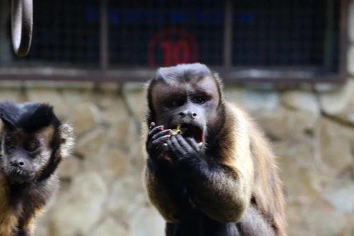 吃瓜像猴子,揭秘网络热议背后的众生相