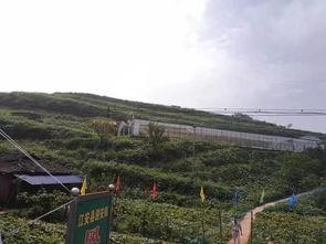 范县吃瓜事件分析,一场网络舆论的风暴与反思