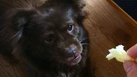 狗狗吃瓜小说全文阅读,一场宠物界的欢乐盛宴