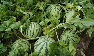 脆瓜主蔓留几个瓜可以吃,合理留瓜数量，丰收在望