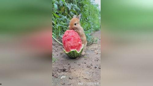 兔子吃小瓜好吗