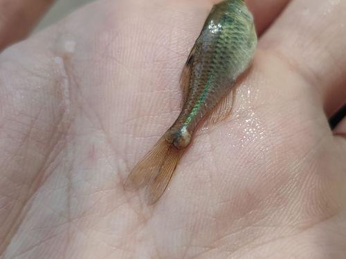 麦穗吃小瓜虫吗,探究麦穗的饮食习惯与生存智慧