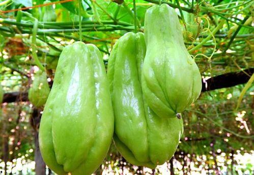 佛手瓜能与冬瓜一起吃吗,佛手瓜与冬瓜的搭配食用探讨