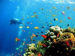 资深潜水吃瓜,资深潜水员揭秘神秘海底世界