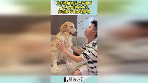 狗子吃瓜主人喂食,温馨一幕展现人狗情深